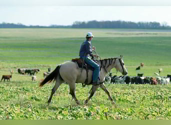 Quarter horse américain, Hongre, 6 Ans, Buckskin