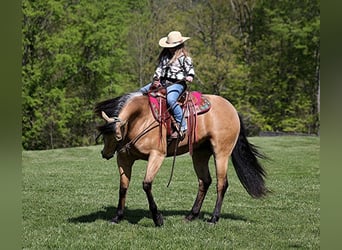 Quarter horse américain, Hongre, 6 Ans, Buckskin