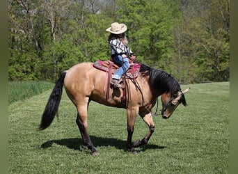 Quarter horse américain, Hongre, 6 Ans, Buckskin