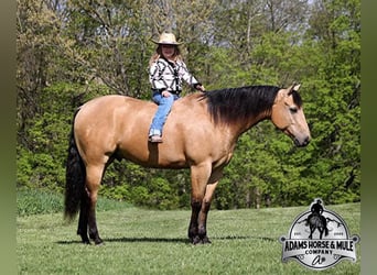 Quarter horse américain, Hongre, 6 Ans, Buckskin