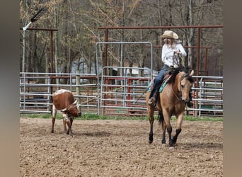 Quarter horse américain, Hongre, 6 Ans, Buckskin