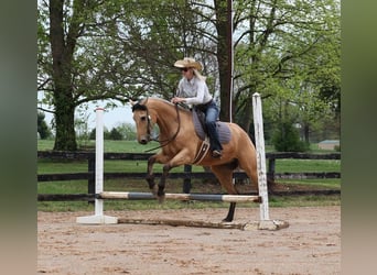 Quarter horse américain, Hongre, 6 Ans, Buckskin