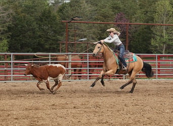 Quarter horse américain, Hongre, 6 Ans, Buckskin