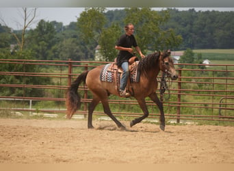 Quarter horse américain, Hongre, 6 Ans, Buckskin