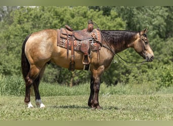 Quarter horse américain, Hongre, 6 Ans, Buckskin