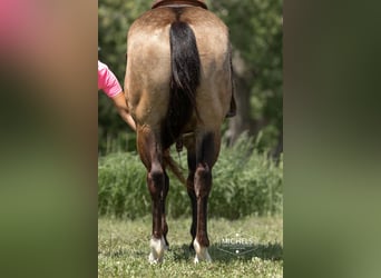 Quarter horse américain, Hongre, 6 Ans, Buckskin