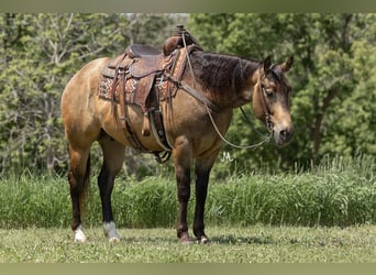 Quarter horse américain, Hongre, 6 Ans, Buckskin