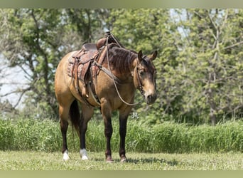 Quarter horse américain, Hongre, 6 Ans, Buckskin