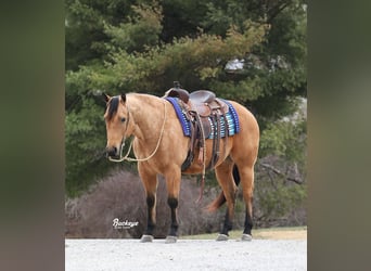Quarter horse américain, Hongre, 6 Ans, Buckskin