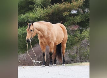 Quarter horse américain, Hongre, 6 Ans, Buckskin