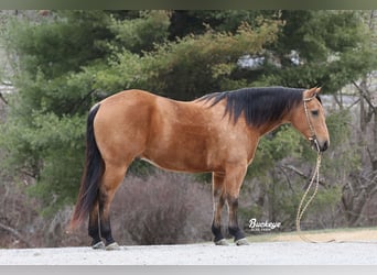 Quarter horse américain, Hongre, 6 Ans, Buckskin