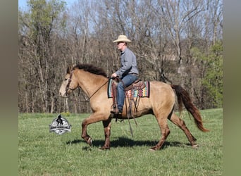 Quarter horse américain, Hongre, 6 Ans, Champagne