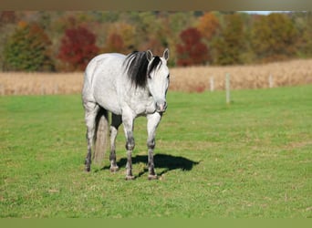 Quarter horse américain, Hongre, 6 Ans, Gris pommelé