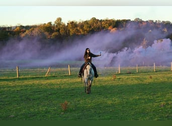 Quarter horse américain, Hongre, 6 Ans, Gris pommelé