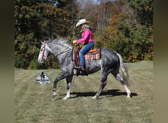 Quarter horse américain, Hongre, 6 Ans, Gris pommelé