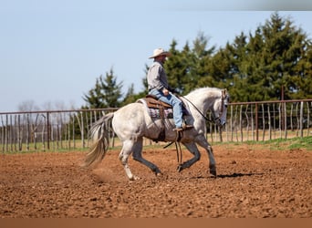 Quarter horse américain, Hongre, 6 Ans, Gris