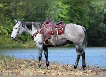 Quarter horse américain, Hongre, 6 Ans, Gris
