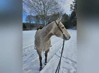 Quarter horse américain, Hongre, 6 Ans, Gris