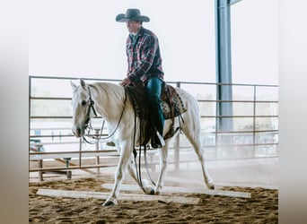 Quarter horse américain, Hongre, 6 Ans, Gris