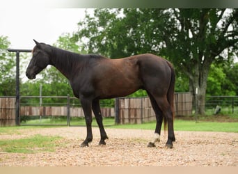 Quarter horse américain, Hongre, 6 Ans, Noir