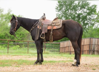Quarter horse américain, Hongre, 6 Ans, Noir