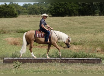 Quarter horse américain, Hongre, 6 Ans, Palomino