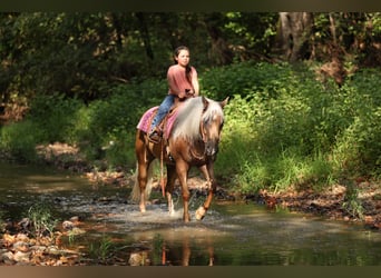 Quarter horse américain, Hongre, 6 Ans, Palomino