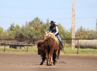 Quarter horse américain, Hongre, 6 Ans, Palomino