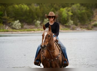 Quarter horse américain, Hongre, 6 Ans, Palomino