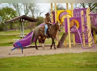Quarter horse américain, Hongre, 6 Ans, Palomino