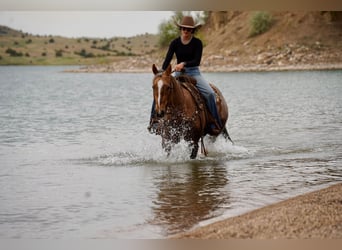 Quarter horse américain, Hongre, 6 Ans, Palomino