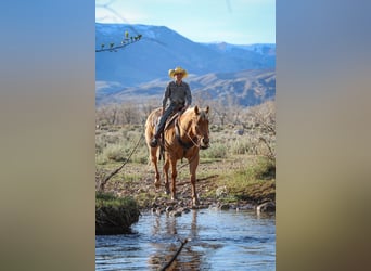Quarter horse américain, Hongre, 6 Ans, Palomino