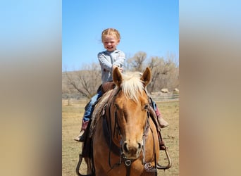 Quarter horse américain, Hongre, 6 Ans, Palomino