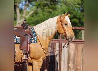 Quarter horse américain, Hongre, 6 Ans, Palomino