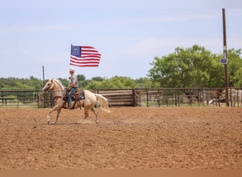 Quarter horse américain, Hongre, 6 Ans, Palomino