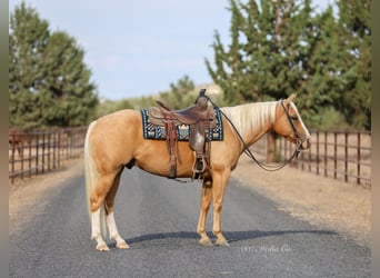 Quarter horse américain, Hongre, 6 Ans, Palomino