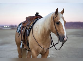 Quarter horse américain, Hongre, 6 Ans, Palomino