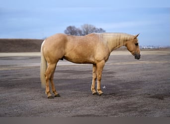 Quarter horse américain, Hongre, 6 Ans, Palomino