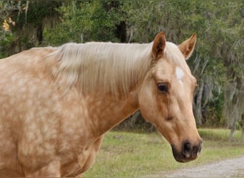Quarter horse américain, Hongre, 6 Ans, Palomino