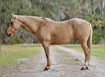 Quarter horse américain, Hongre, 6 Ans, Palomino
