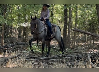 Quarter horse américain, Hongre, 6 Ans, Roan-Bay