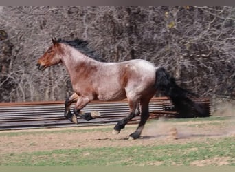 Quarter horse américain, Hongre, 6 Ans, Roan-Bay