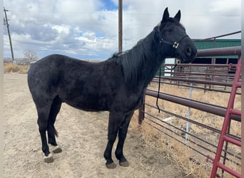 Quarter horse américain, Hongre, 6 Ans, Rouan Bleu