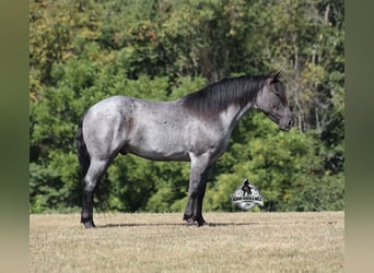 Quarter horse américain, Hongre, 6 Ans, Rouan Bleu