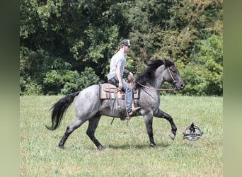 Quarter horse américain, Hongre, 6 Ans, Rouan Bleu