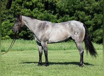 Quarter horse américain, Hongre, 6 Ans, Rouan Bleu