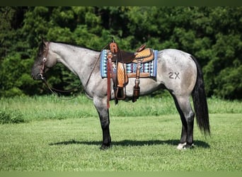Quarter horse américain, Hongre, 6 Ans, Rouan Bleu