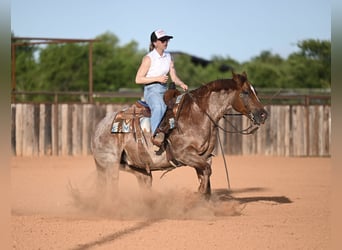 Quarter horse américain, Hongre, 6 Ans, Rouan Rouge