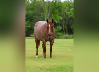 Quarter horse américain, Hongre, 6 Ans, Rouan Rouge