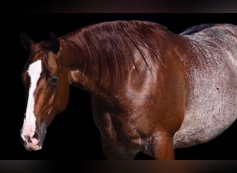 Quarter horse américain, Hongre, 6 Ans, Rouan Rouge